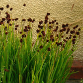 Juncus ensifolius - Plante de iaz iazuri-acvarii.ro