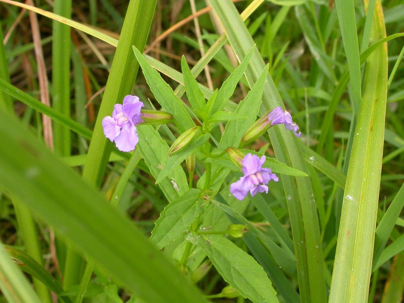 Mimulus ringen - Plante de iaz iazuri-acvarii.ro