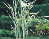 Typha latifolia variegata