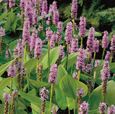 Pontoderia cordata roz