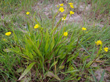 Ranunculus flammula - Plante de iaz iazuri-acvarii.ro
