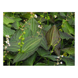 Sagittaria benni silk