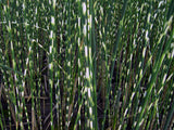 Scirpus zebrinus - Plante de iaz iazuri-acvarii.ro