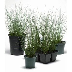 Juncus inflexus - Plante de iaz iazuri-acvarii.ro