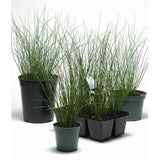 Juncus inflexus - Plante de iaz iazuri-acvarii.ro