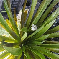 STRATIOTES ALOIDES (CACTUS DE APA) - Plante de iaz iazuri-acvarii.ro