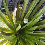 STRATIOTES ALOIDES (CACTUS DE APA) - Plante de iaz iazuri-acvarii.ro