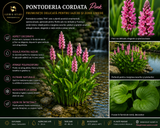 Pontoderia cordata pink