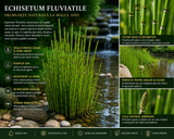 EQUISETUM FLUVIATILE