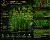 Typha latifolia papura pitica