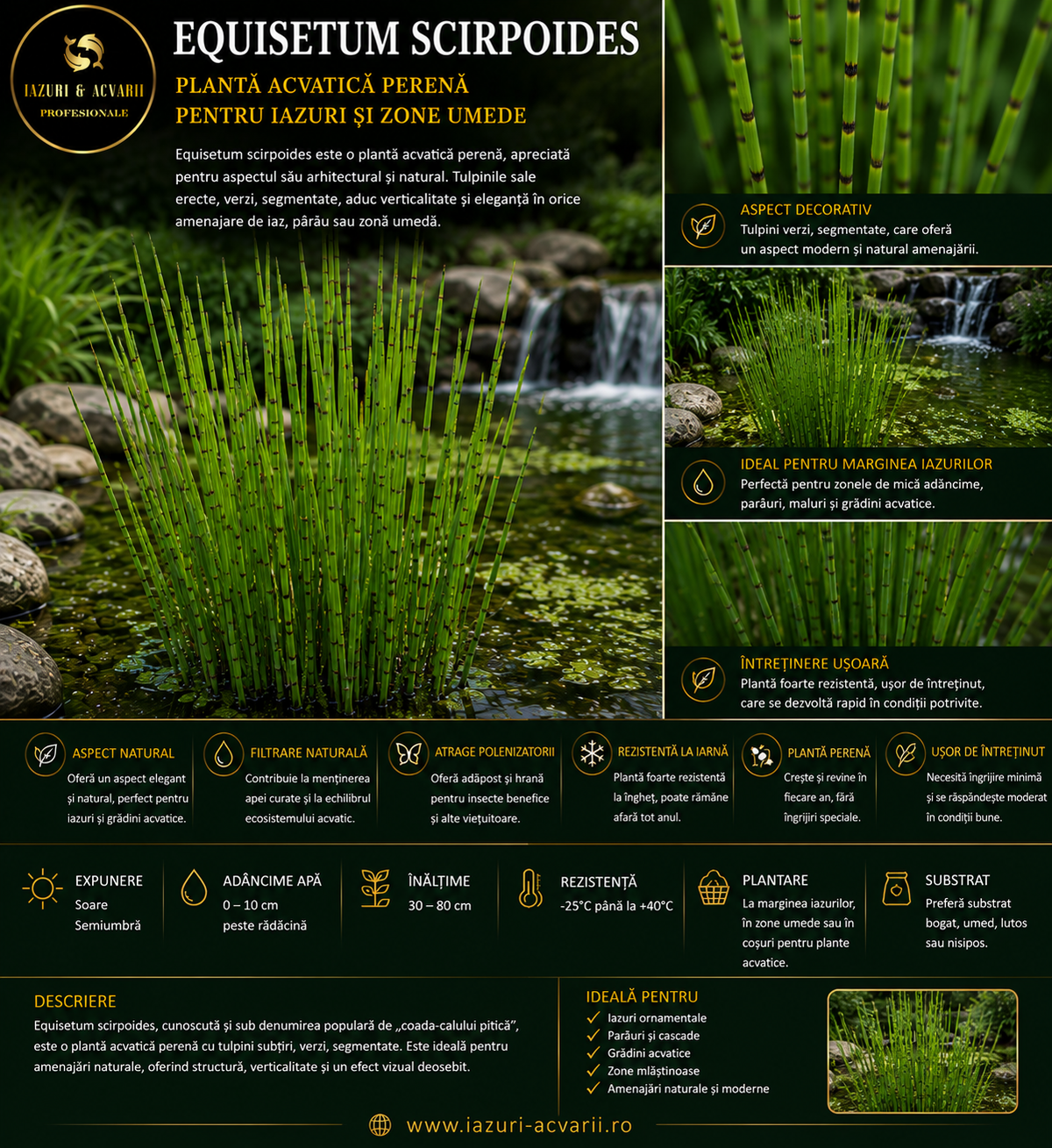 Equisetum scirpoides