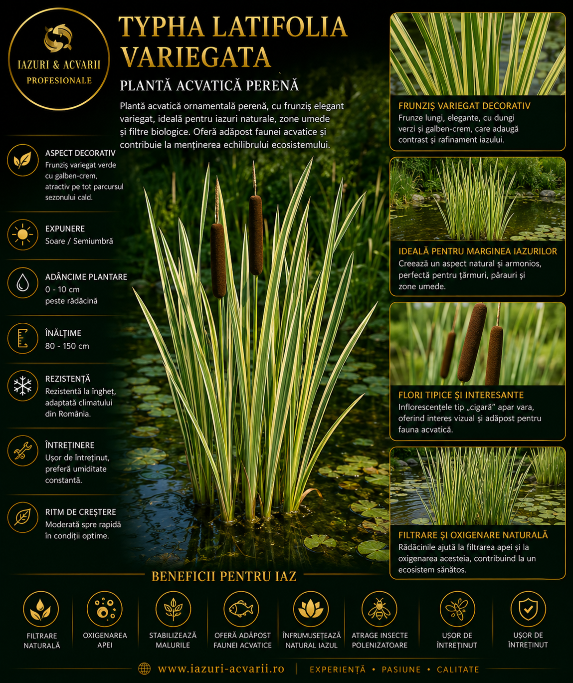 Typha latifolia variegata