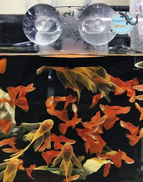 Sita pentru artemia SF-1