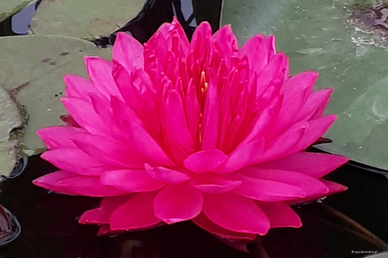 Nufar Nymphaea Fuchsia PomPom  (nufăr foarte rar)