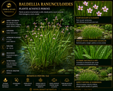 Baldellia ranunculoides