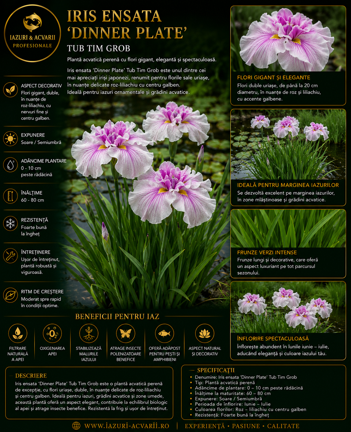 Iris ensata 'Dinner Plate' Tub Tim Grob