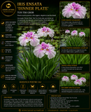 Iris ensata 'Dinner Plate' Tub Tim Grob