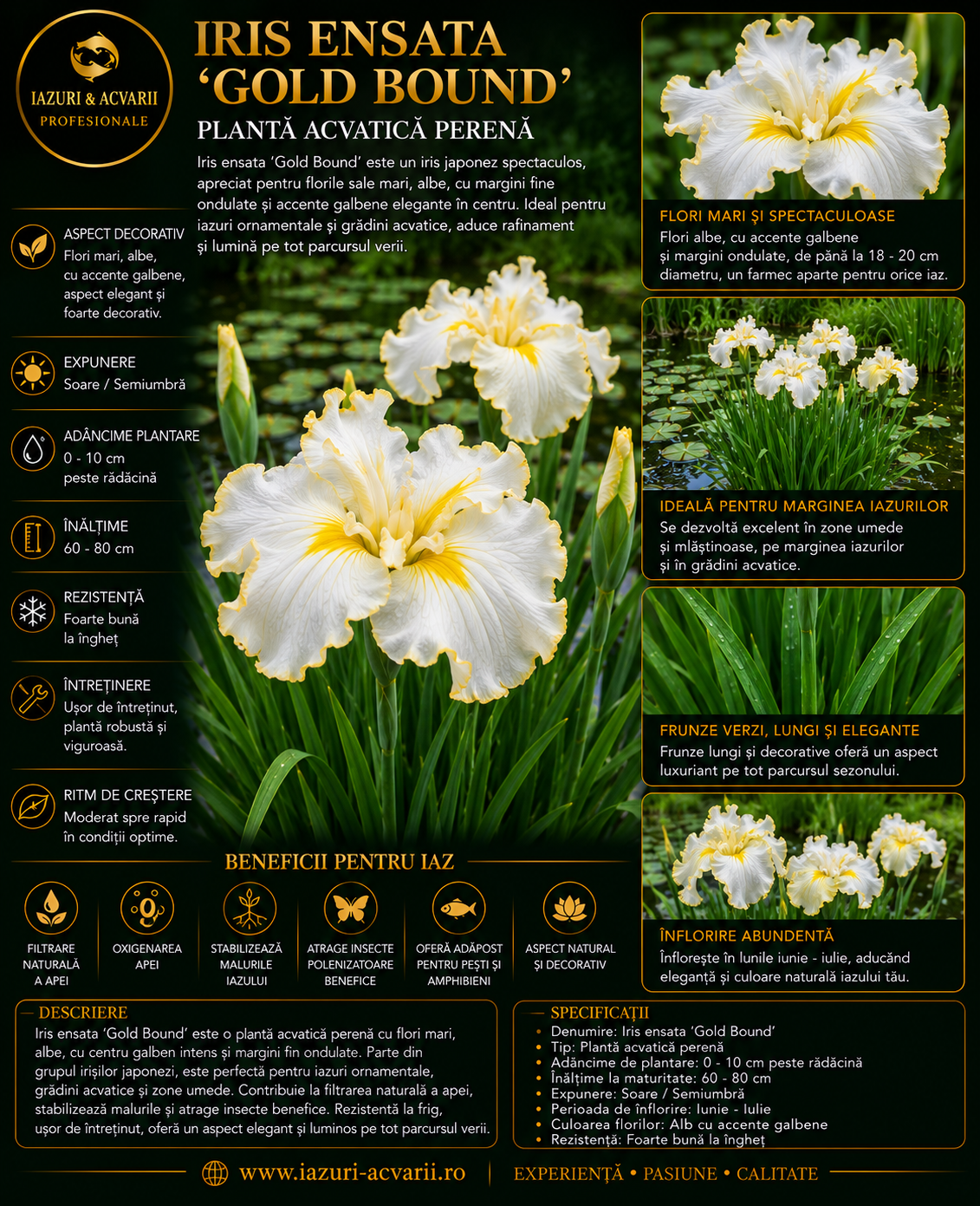 Iris ensata 'Gold Bound'