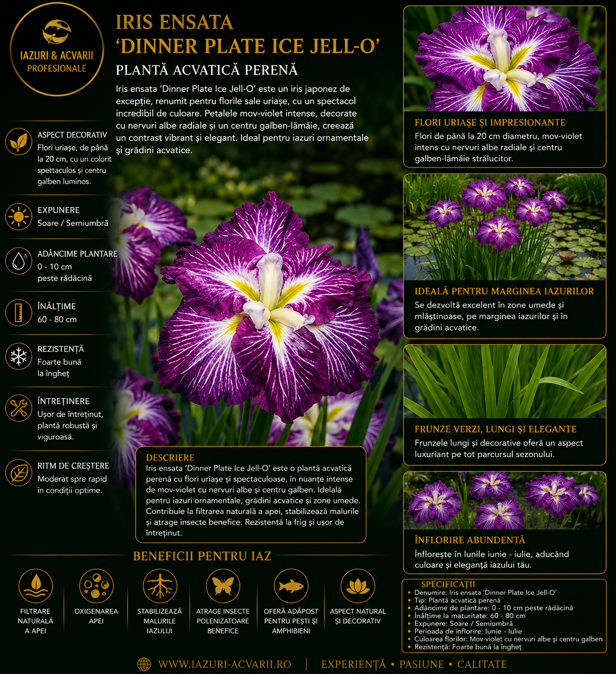 Iris ensata DINNER PLATE Ice Jell-O