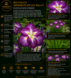 Iris ensata DINNER PLATE Ice Jell-O