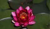 Nufăr Nymphaea Perry's Baby Red