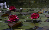 Nufăr Nymphaea Perry's Baby Red