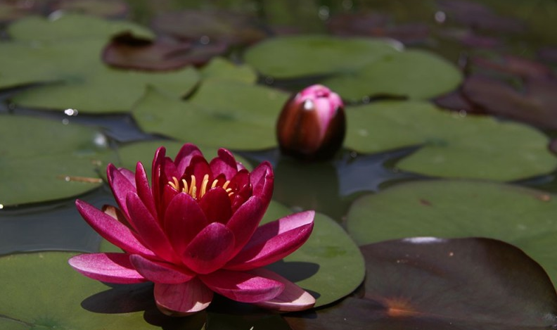 Nufăr Nymphaea Perry's Baby Red