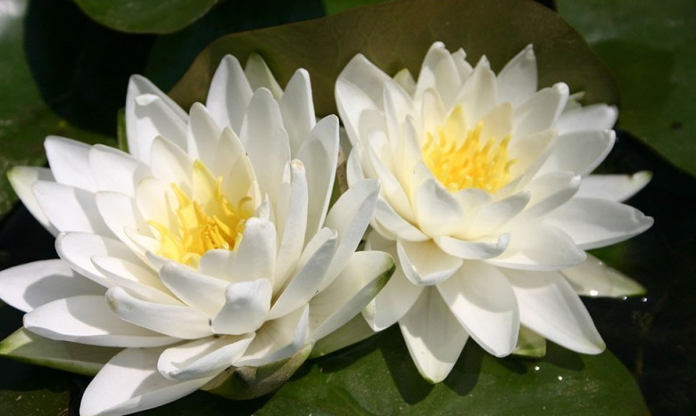 Nufăr Nymphaea Perry's Double White