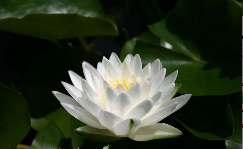 Nufăr Nymphaea Perry's Double White