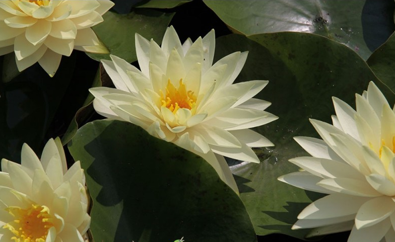 Nufăr Nymphaea Perry's Double Yellow