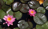 Nymphaea Pink Opal