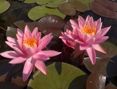 Nymphaea Pink Opal