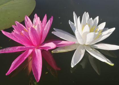 Nymphaea Pink Dawn