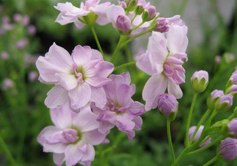 Cardamine pratensis „Flore Pleno