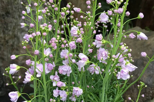 Cardamine pratensis „Flore Pleno