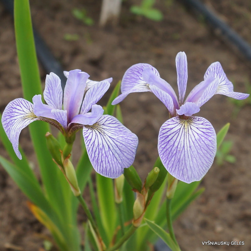 Iris Versicolor ‘Blue Light’