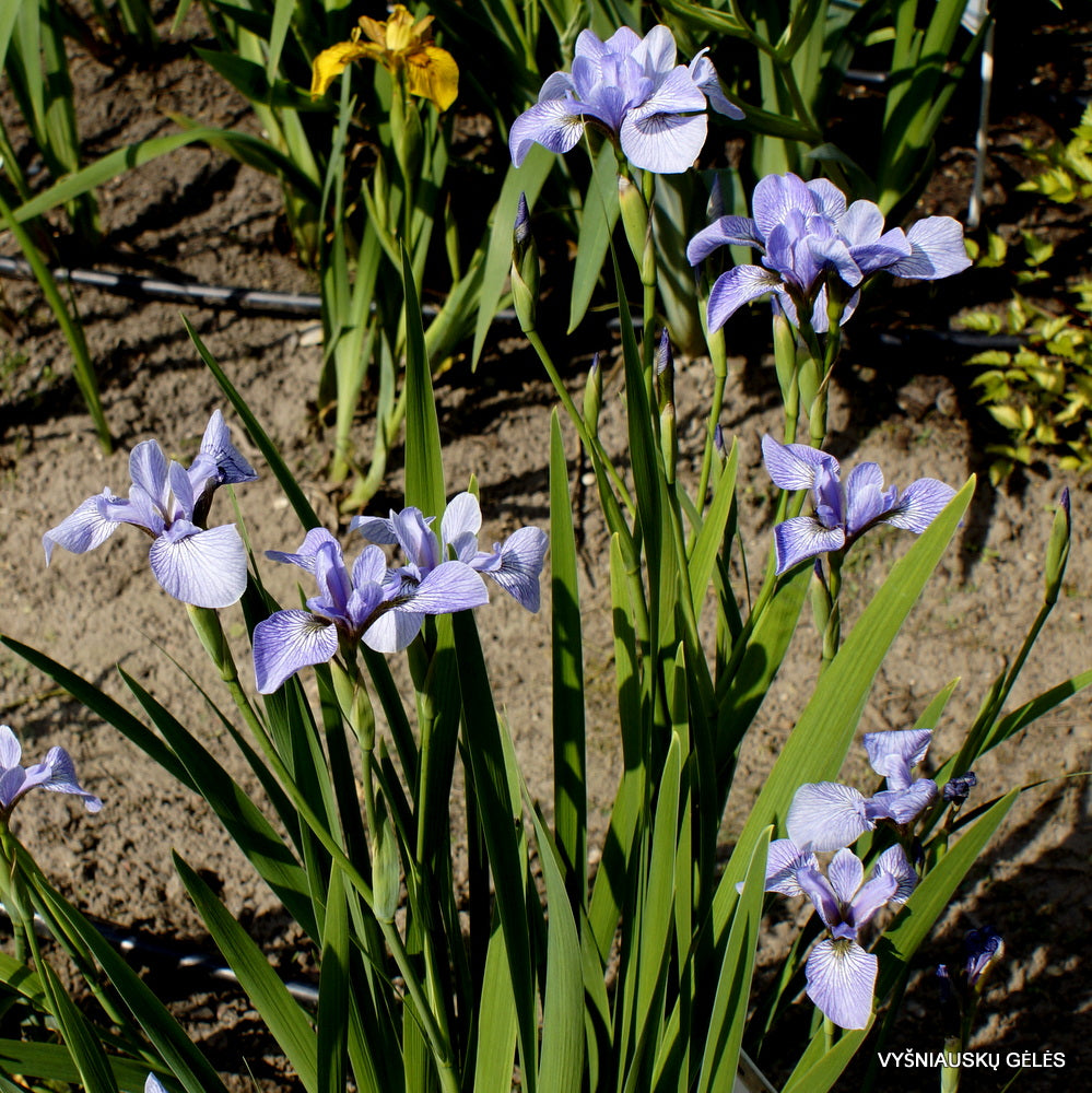 Iris Versicolor ‘Blue Light’