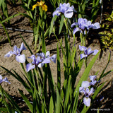 Iris Versicolor ‘Blue Light’