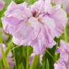 Iris Ensata Dinner Plate Tub Tim Grob