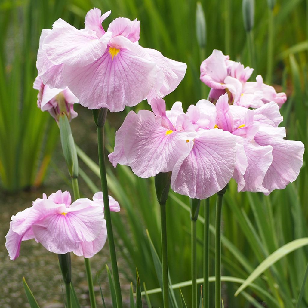 Iris Ensata Dinner Plate Tub Tim Grob