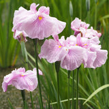 Iris Ensata Dinner Plate Tub Tim Grob