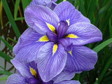 Iris ensata Aquamarine