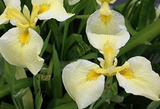 Iris kimboshi