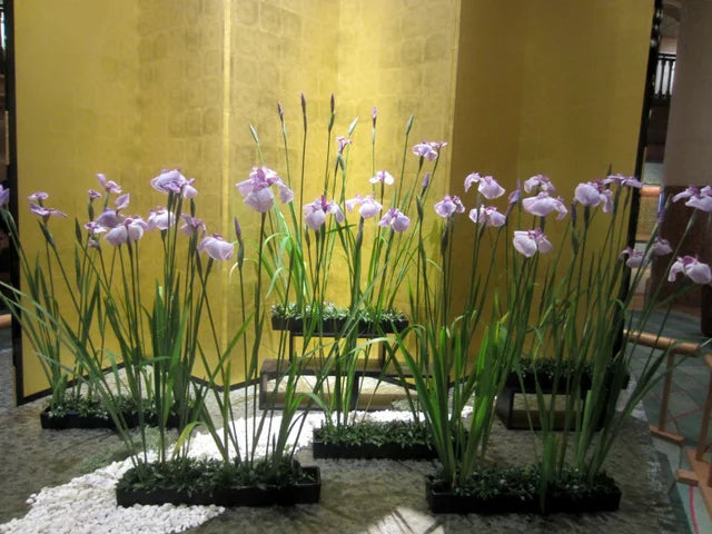 Iris ensata Aquamarine