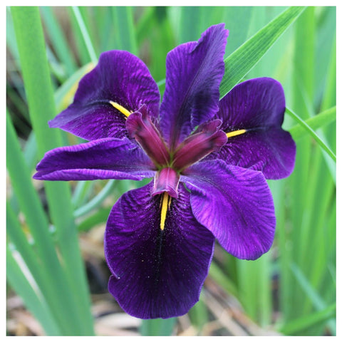 Iris Louisiana