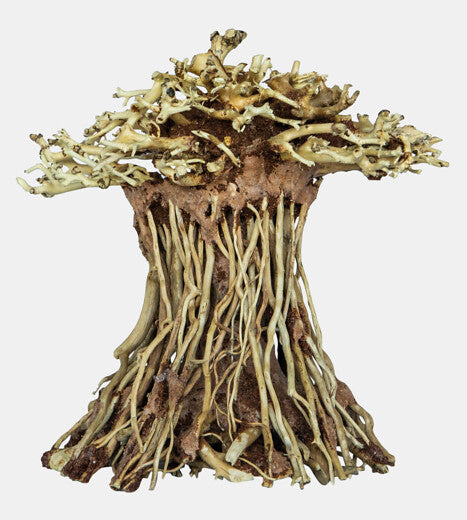 Bonsai Mushroom S