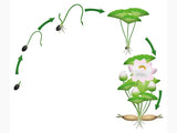 Semințe Lotus Culoare Alb