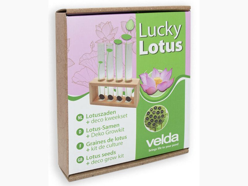 Semințe Lotus Culoare Alb