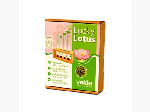 Semințe Lotus Culoare roz închis (Fuchsia)