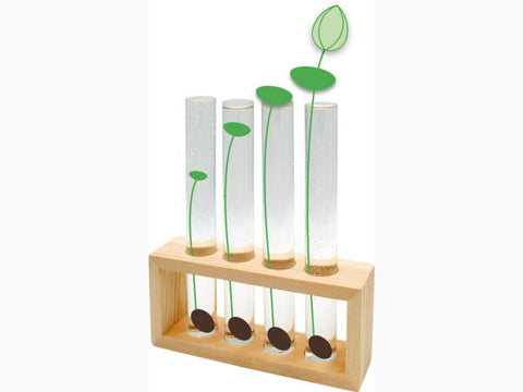 Semințe Lotus Culoare roz închis (Fuchsia)